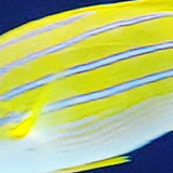 黄色い魚の写真